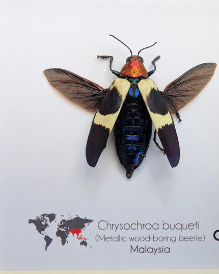 Framed Chrysochroa buqueti Beetle, Ethically Sourced Entomology Display, 6"x6"