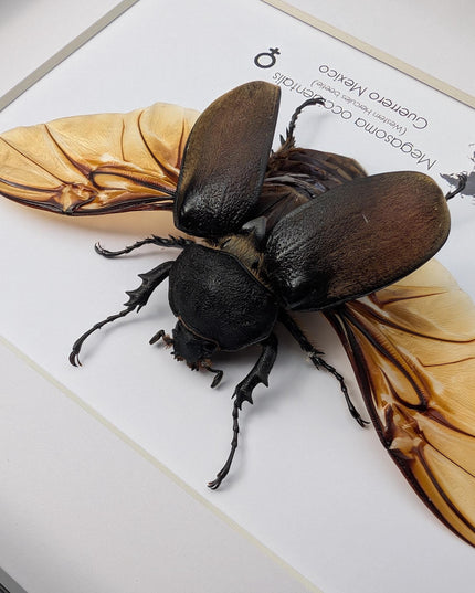 Framed western elephant beetle, entomology display, rare taxidermy (10x8)