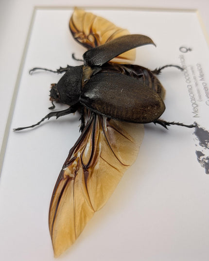 Framed western elephant beetle, entomology display, rare taxidermy (10x8)