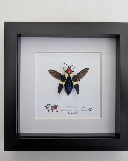 Framed Chrysochroa buqueti Beetle, Ethically Sourced Entomology Display, 6"x6"