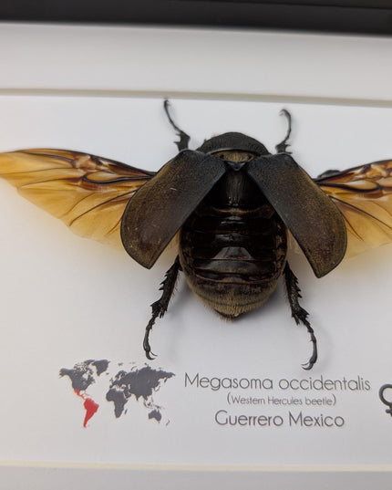 Framed western elephant beetle, entomology display, rare taxidermy (10x8)