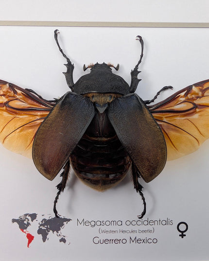 Framed western elephant beetle, entomology display, rare taxidermy (10x8)