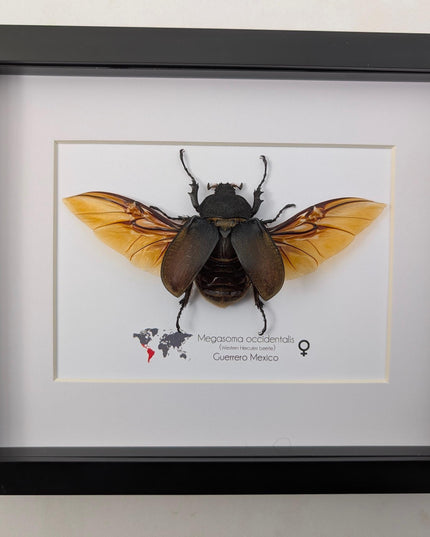 Framed western elephant beetle, entomology display, rare taxidermy (10x8)