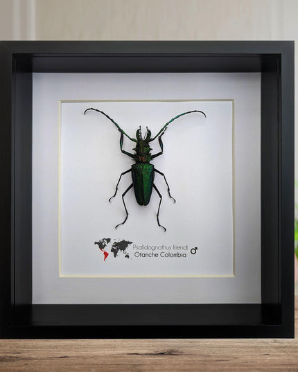 Psalidognathus friendi, rainbow longhorn beetle from colombia, frame 8"x8"