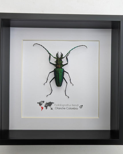 Psalidognathus friendi, rainbow longhorn beetle from colombia, frame 8"x8"