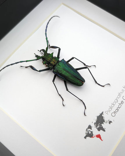 Psalidognathus friendi, rainbow longhorn beetle from colombia, frame 8"x8"