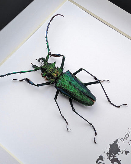 Psalidognathus friendi, rainbow longhorn beetle from colombia, frame 8"x8"