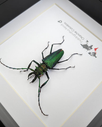 Psalidognathus friendi, rainbow longhorn beetle from colombia, frame 8"x8"