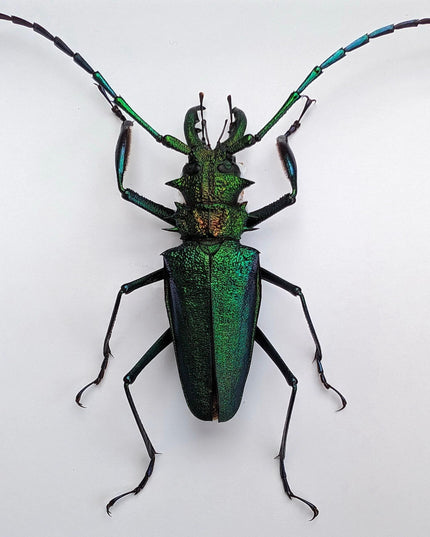 Psalidognathus friendi, rainbow longhorn beetle from colombia, frame 8"x8"