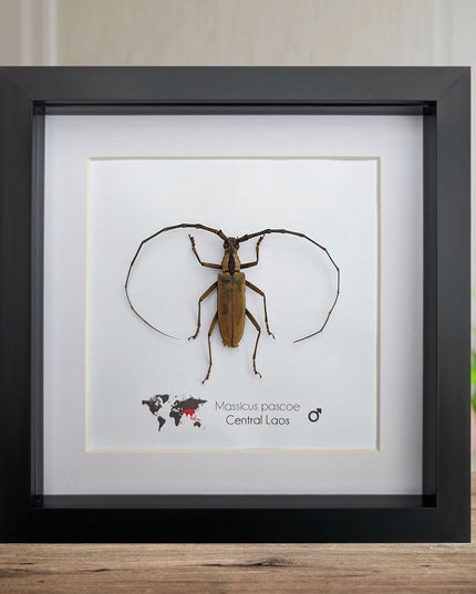 Massicus pascoei, round-necked longhorn beetles  from laos, frame 6" x 6 "