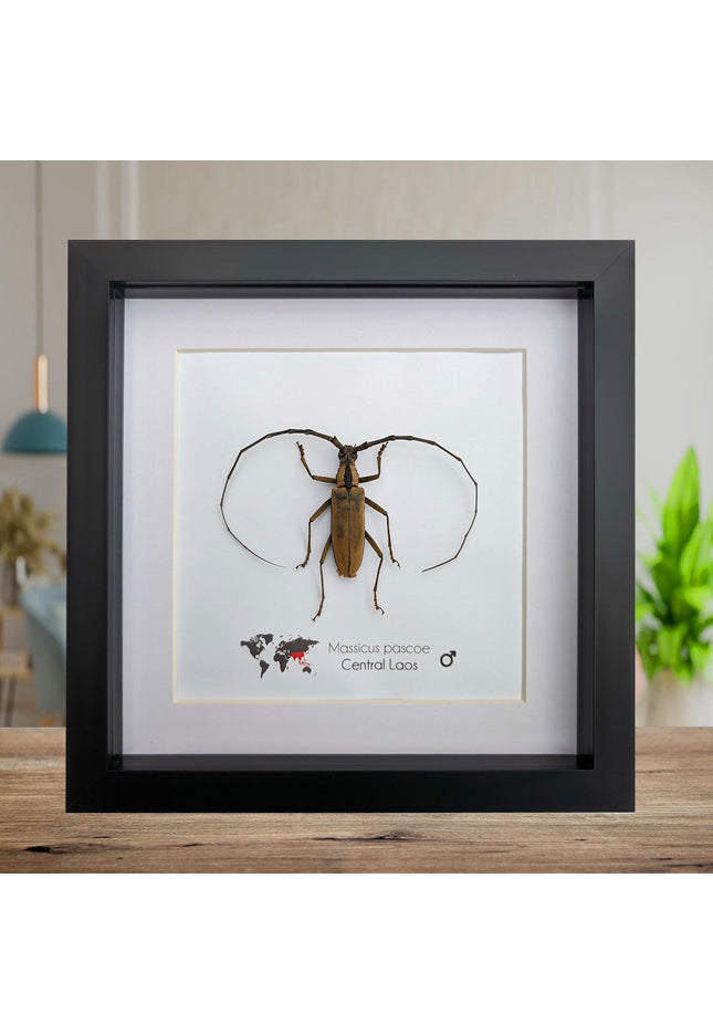 Massicus pascoei, round-necked longhorn beetles  from laos, frame 6" x 6 "