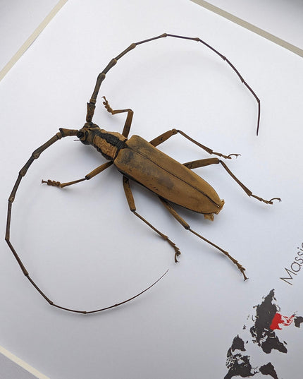 Massicus pascoei, round-necked longhorn beetles  from laos, frame 6" x 6 "