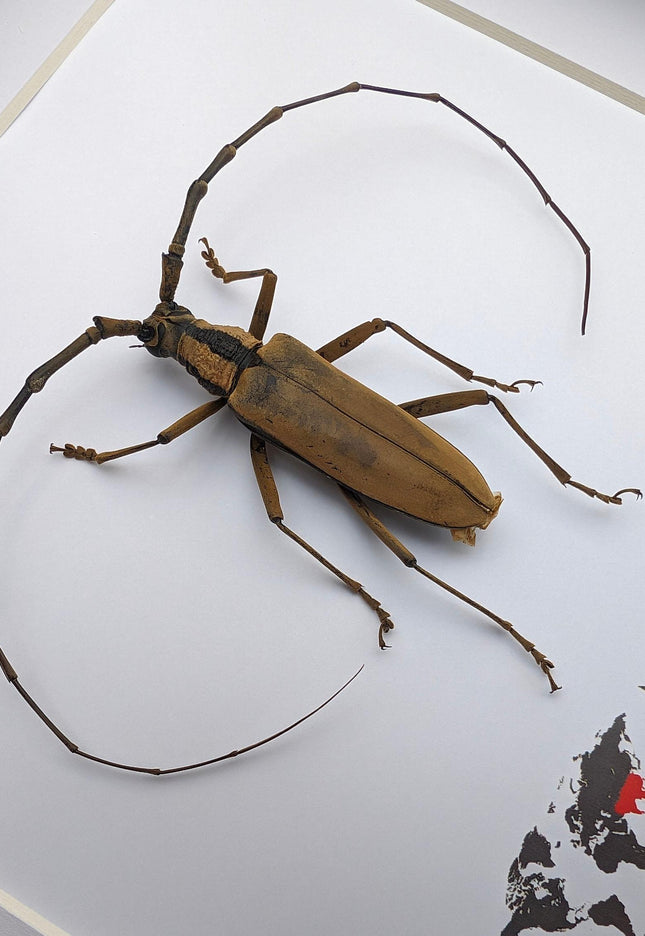 Massicus pascoei, round-necked longhorn beetles  from laos, frame 6" x 6 "