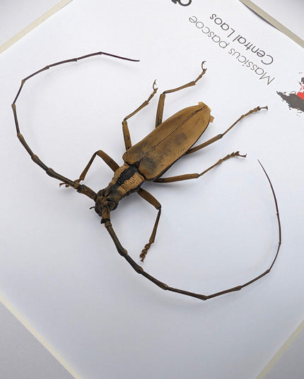 Massicus pascoei, round-necked longhorn beetles  from laos, frame 6" x 6 "