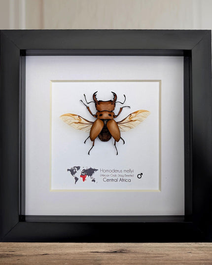 Framed red stag beetle specimen: 6" shadow box - entomology gift
