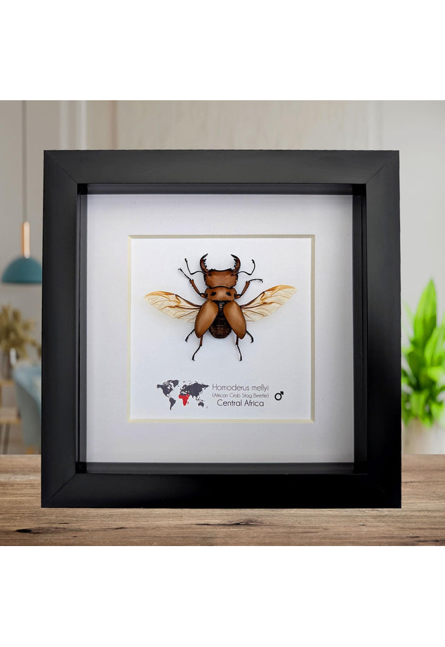 Framed red stag beetle specimen: 6" shadow box - entomology gift