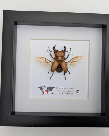 Framed red stag beetle specimen: 6" shadow box - entomology gift