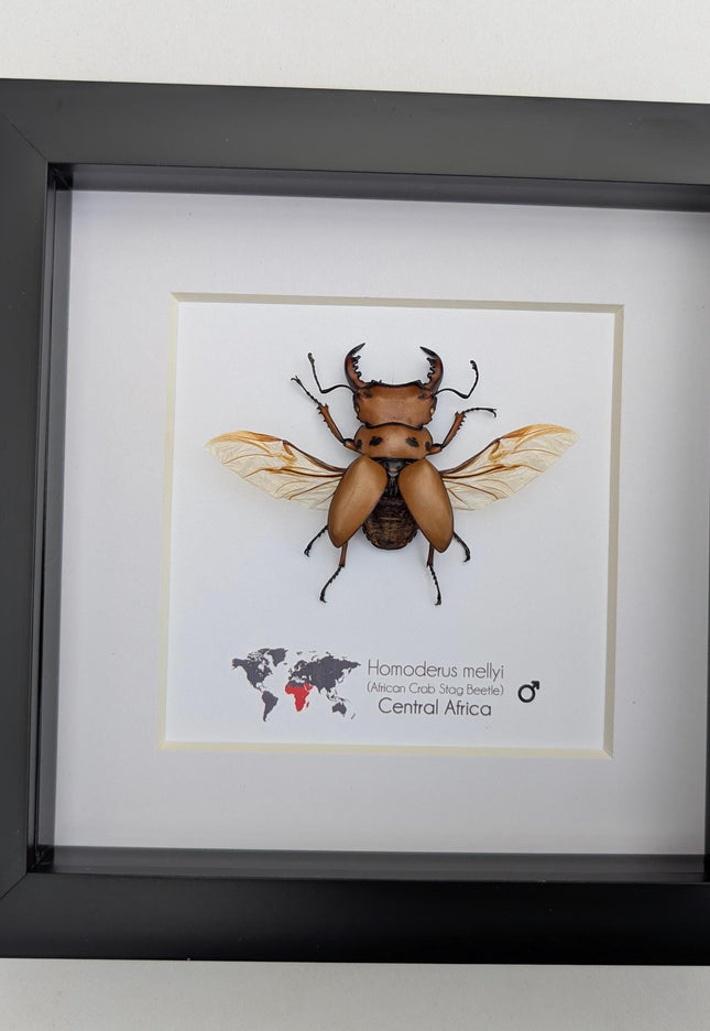 Framed red stag beetle specimen: 6" shadow box - entomology gift