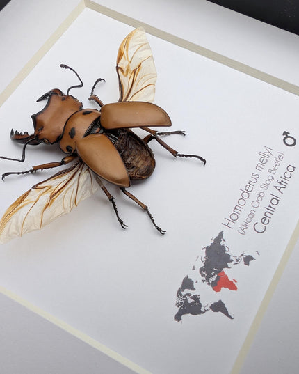 Framed red stag beetle specimen: 6" shadow box - entomology gift