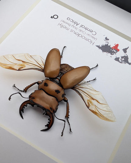 Framed red stag beetle specimen: 6" shadow box - entomology gift