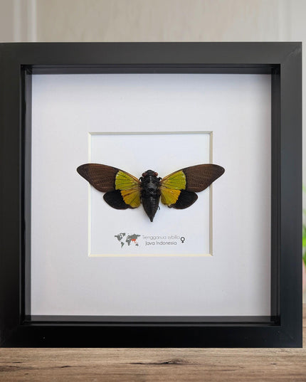 Framed trengganua sibylla cicada: entomology wall art (8"x8")