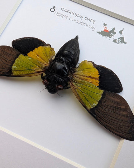 Framed trengganua sibylla cicada: entomology wall art (8"x8")