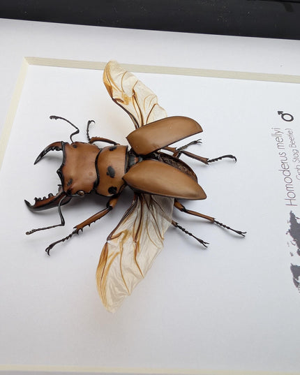Framed red stag beetle specimen: 6" shadow box - entomology gift