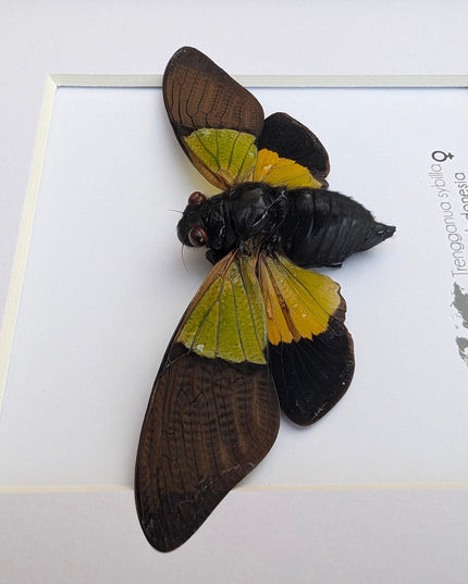 Framed trengganua sibylla cicada: entomology wall art (8"x8")