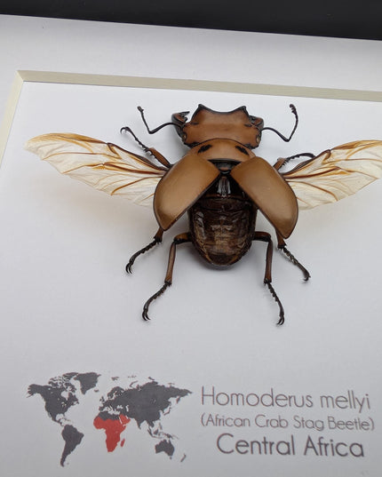 Framed red stag beetle specimen: 6" shadow box - entomology gift
