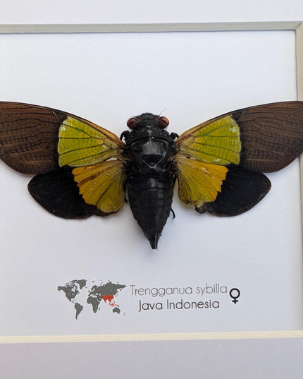 Framed trengganua sibylla cicada: entomology wall art (8"x8")