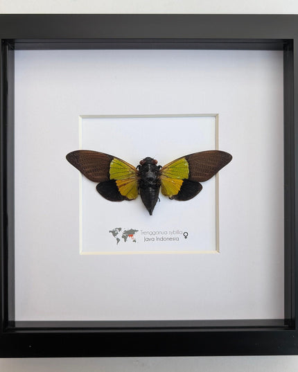 Framed trengganua sibylla cicada: entomology wall art (8"x8")