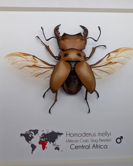 Framed red stag beetle specimen: 6" shadow box - entomology gift