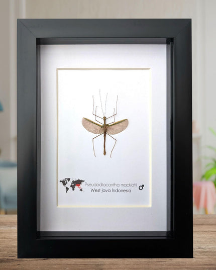 Pseudodiacantha, orxines macklottii, javanese lichen stick insect, ethically sourced, bug collection, entomology present, taxidermy