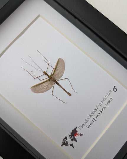 Pseudodiacantha, orxines macklottii, javanese lichen stick insect, ethically sourced, bug collection, entomology present, taxidermy