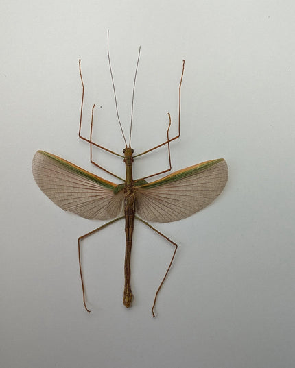 Pseudodiacantha, orxines macklottii, javanese lichen stick insect, ethically sourced, bug collection, entomology present, taxidermy