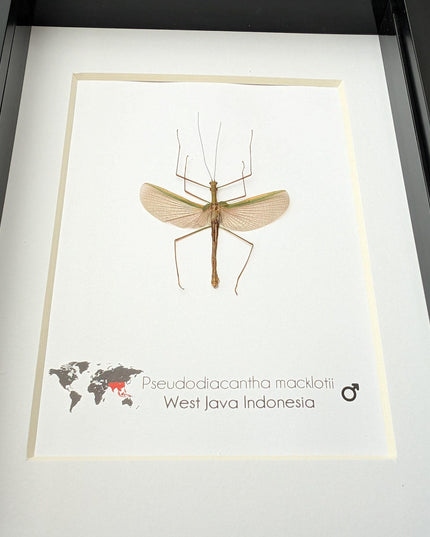 Pseudodiacantha, orxines macklottii, javanese lichen stick insect, ethically sourced, bug collection, entomology present, taxidermy