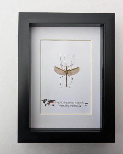Pseudodiacantha, orxines macklottii, javanese lichen stick insect, ethically sourced, bug collection, entomology present, taxidermy