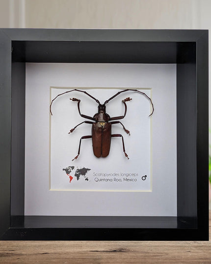 Framed Scatopyrodes Long-Horned Beetle, Bug Wall Art, Taxidermy Insect