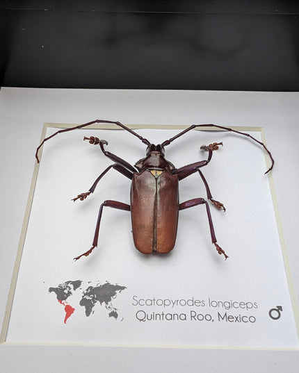 Framed Scatopyrodes Long-Horned Beetle, Bug Wall Art, Taxidermy Insect