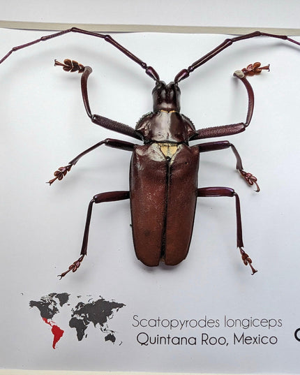 Framed Scatopyrodes Long-Horned Beetle, Bug Wall Art, Taxidermy Insect