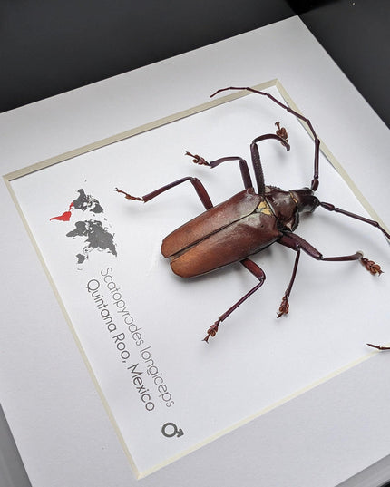 Framed Scatopyrodes Long-Horned Beetle, Bug Wall Art, Taxidermy Insect