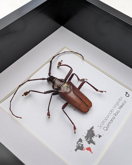 Framed Scatopyrodes Long-Horned Beetle, Bug Wall Art, Taxidermy Insect