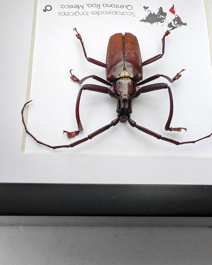 Framed Scatopyrodes Long-Horned Beetle, Bug Wall Art, Taxidermy Insect