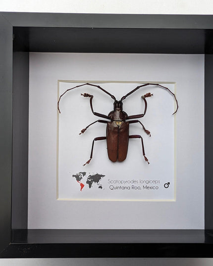 Framed Scatopyrodes Long-Horned Beetle, Bug Wall Art, Taxidermy Insect