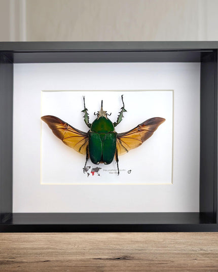 Giant emerald beetle: framed mecynorrhina torquata immaculicollis display (10" x 8")