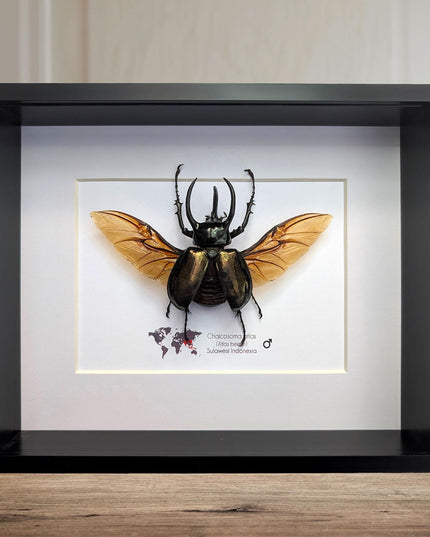 Framed atlas beetle taxidermy, large rhinoceros beetle, 10" x 8"