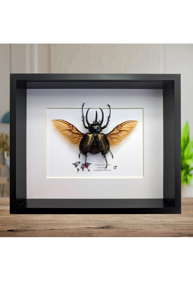Framed atlas beetle taxidermy, large rhinoceros beetle, 10" x 8"