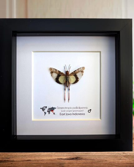 Framed pale-winged grasshopper: ethically sourced nature art (6x6)