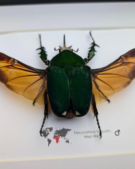 Giant emerald beetle: framed mecynorrhina torquata immaculicollis display (10" x 8")