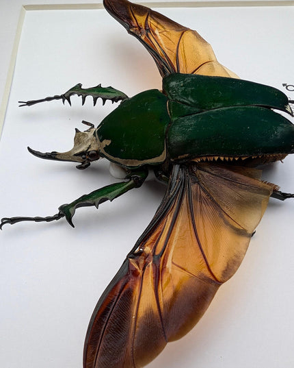 Giant emerald beetle: framed mecynorrhina torquata immaculicollis display (10" x 8")